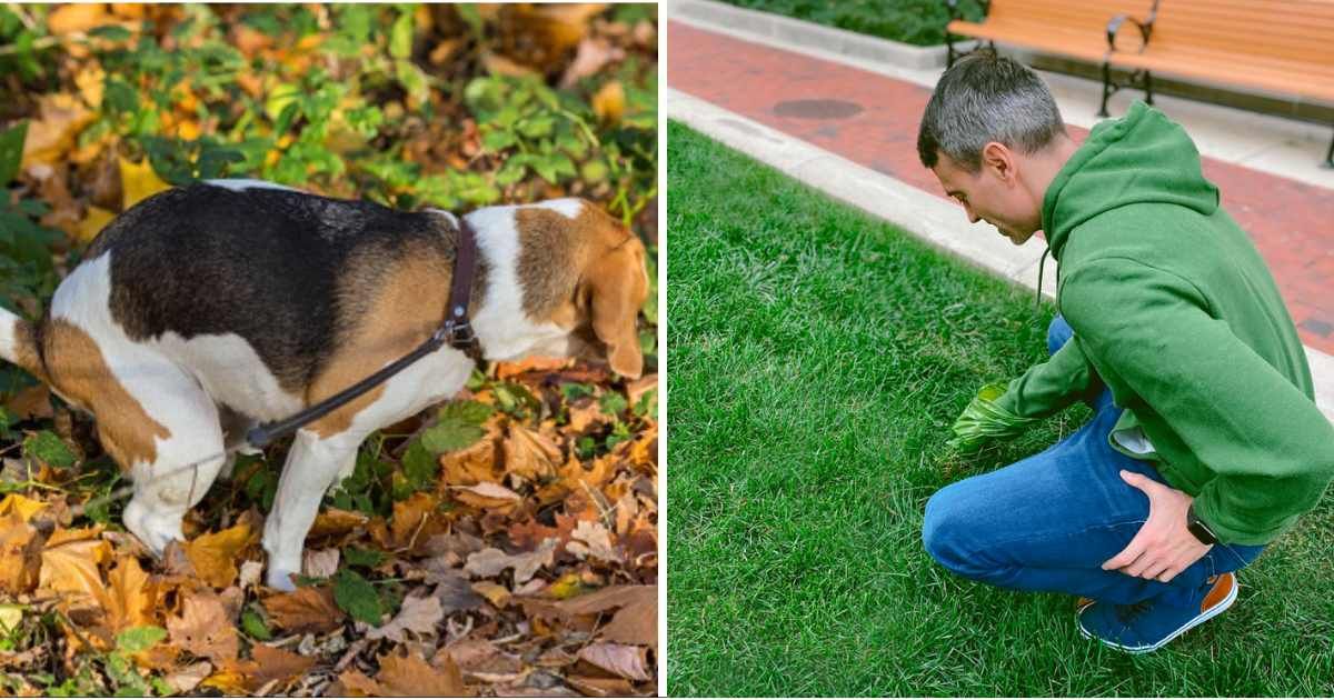 (L) Beagle poops on fallen leaves in the park, (R) Close-up of mid adult white male squatting to pick up dog waste with disposable bag. (Representative Cover Image Source: Getty Images | (L) Boris Zhitkov, (R) Grace Cary)