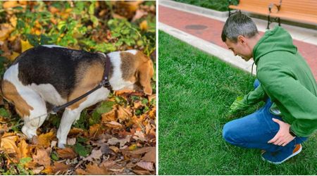 Dog poop used to turn white in the 90s, but not anymore. What changed?