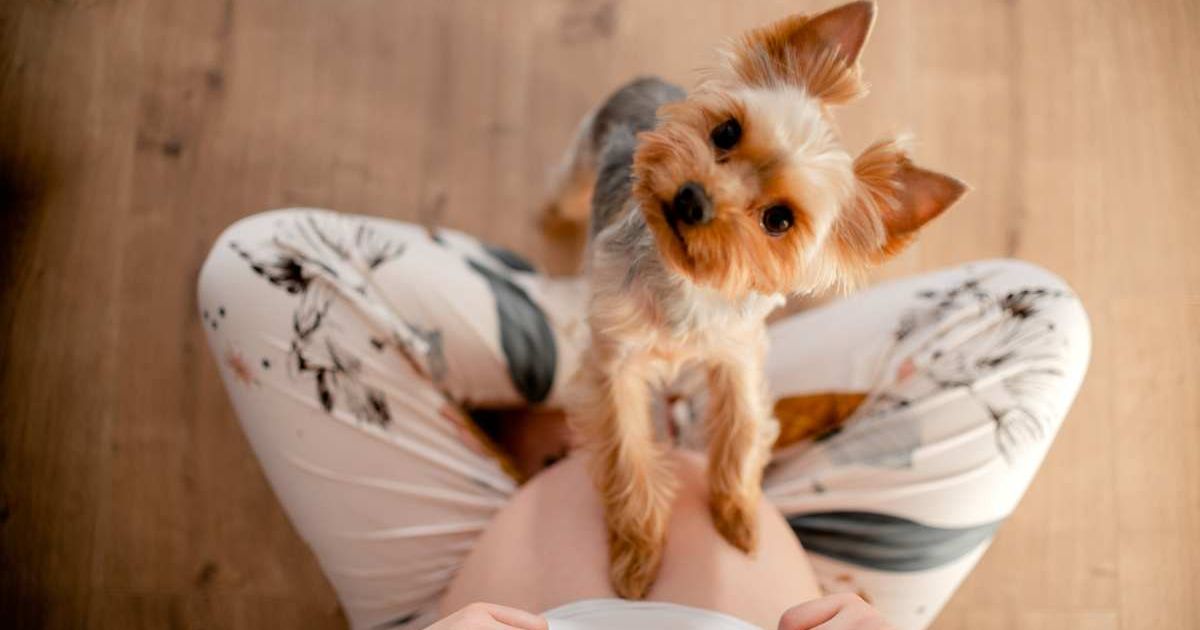 Dog keeping paws on pregnant woman's stomach. (Representative Cover Image Source: Getty Images | Elina Kovtunova)