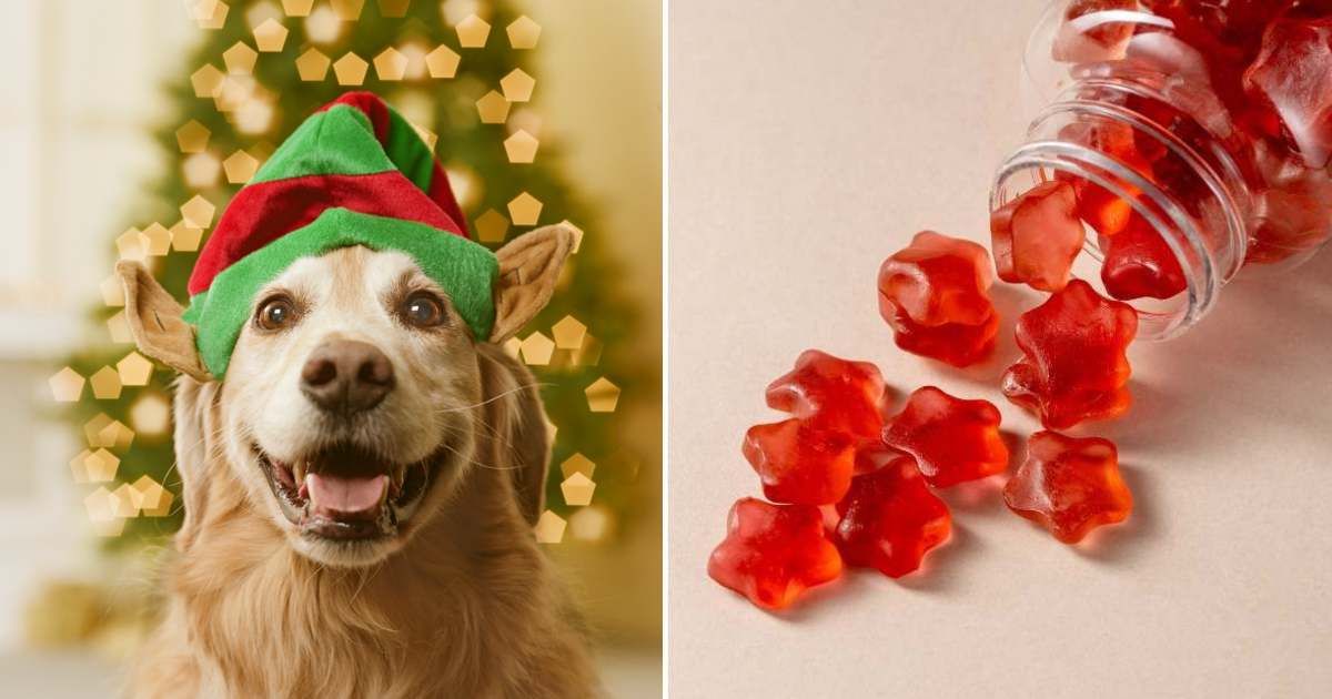 (L) Golden retriever dog in elf hat, (R) Vitamin gummies. (Representative Cover Image Source: Getty Images | (L) GK Hart/Vikki Hart, (R) Gingagi)
