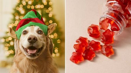 Mom suddenly noticed her pup acting weird and then realized her 'special' stash was raided — she immediately rushed him to the vet