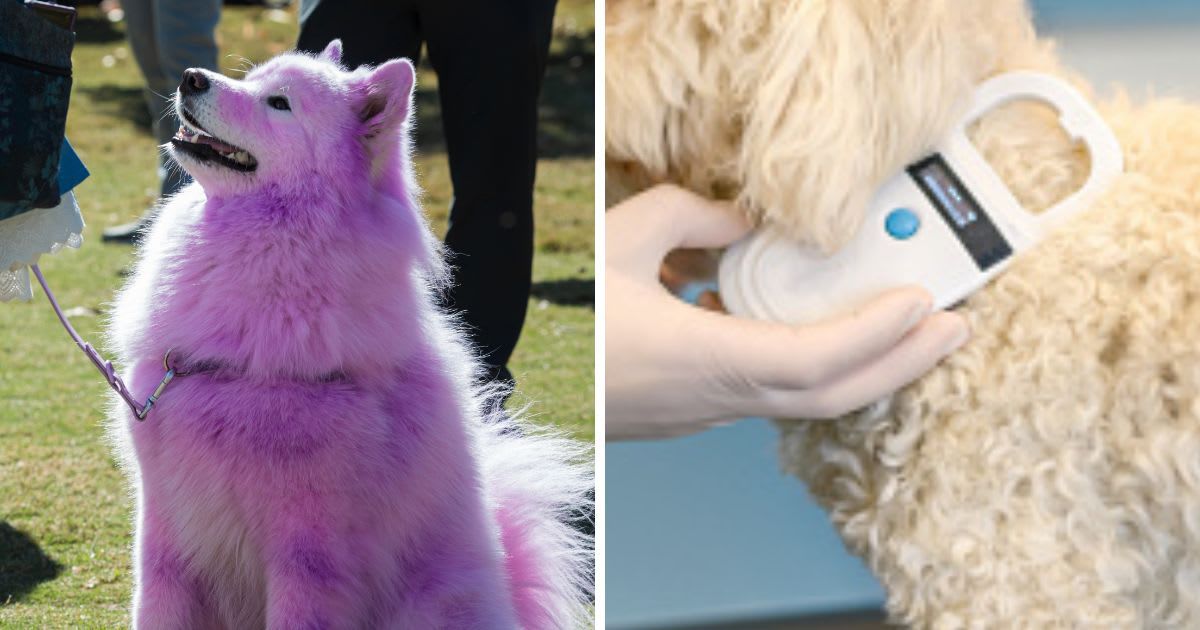 (L) A dog has fur dyed pink, (R) Veterinarian scanning a dog's chip. (Representative Cover Image Source: Getty Images | (L) BluIz60, (R) dardespot)