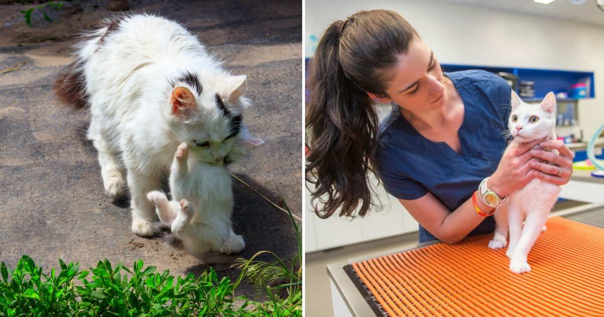 (L) A stray cat with kitten in mouth. (R) A female vet checking a cat. (Representative Cover Image Source: Getty Images | (L) Olya Solodenko, (R) Peter M. Fisher)