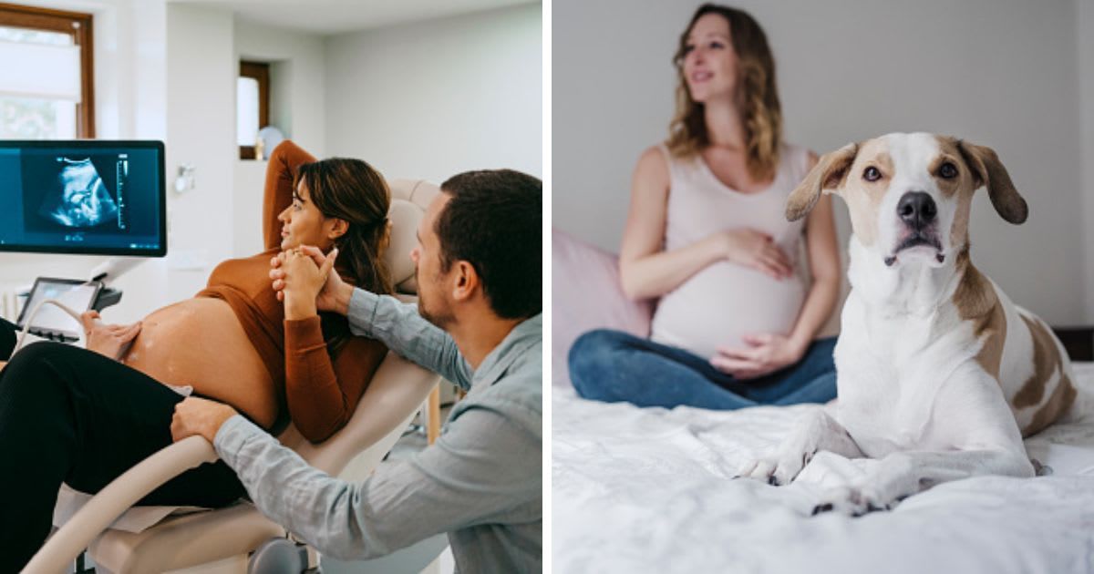 (L) Doctor doing an ultrasound of a pregnant woman, (R) Dog sitting on a bed with a pregnant woman. (Representative Cover Image Source: Getty Images | (L) Maskot, (R) Westend61)