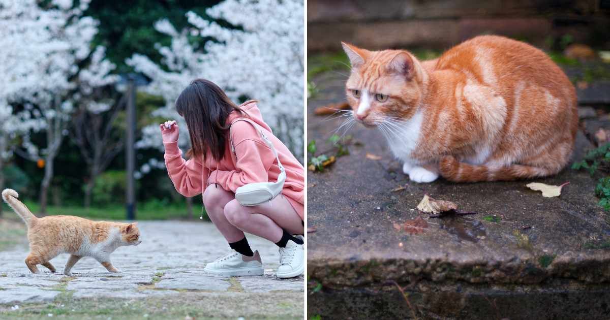 (L) A ginger cat greeting a woman in park. (R) A stray cat sitting outside. (Representative Cover Image Source: Getty Images | (L) yanjf, (R) Elizabeth Livermore)