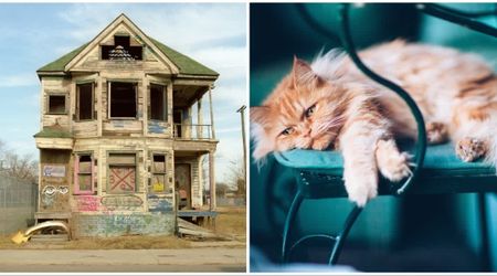 This stray cat refused to leave an empty house for 8 months, even after everyone else was gone — the reason is beyond heartbreaking