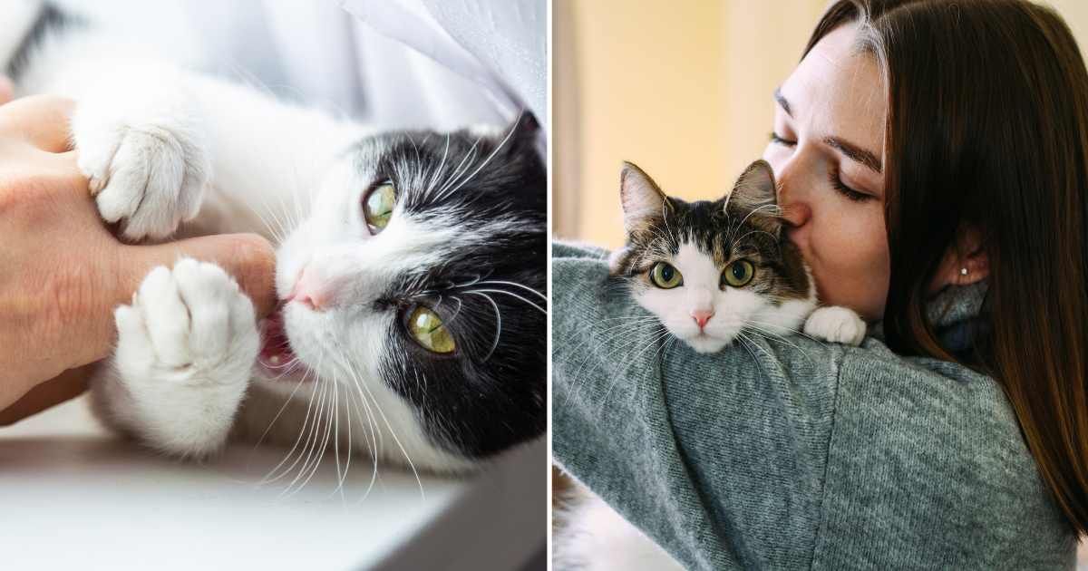 (L) A cat biting a finger. (R) A woman hugging her pet cat. (Representative Cover Image Source: Getty Images | (L) Lurii Garmash, (R) Anna Blazhuk)