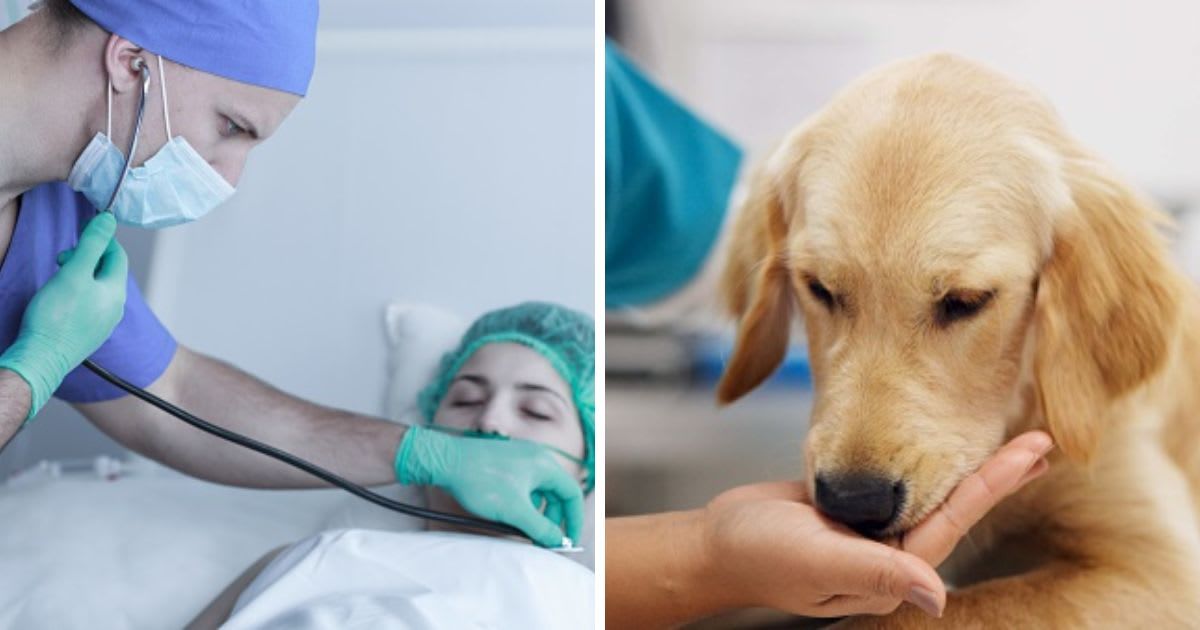 (L) Doctor examining patient after operation, (R) A person's hand on a dog. (Representative Cover Image Source: Getty Images | (L) KatarzynaBialasiewicz, (R) acob Wackerhausen)