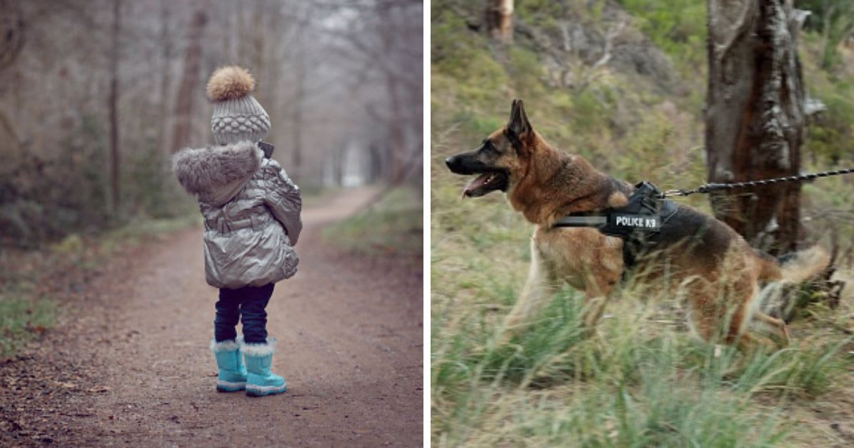 (L) Small child lost in the woods, (R) Dog and police officer walk for service in training. (Representative Cover Image Source: Getty Images | (L) Elva Etienne, (R) Jacob Wackerhausen)