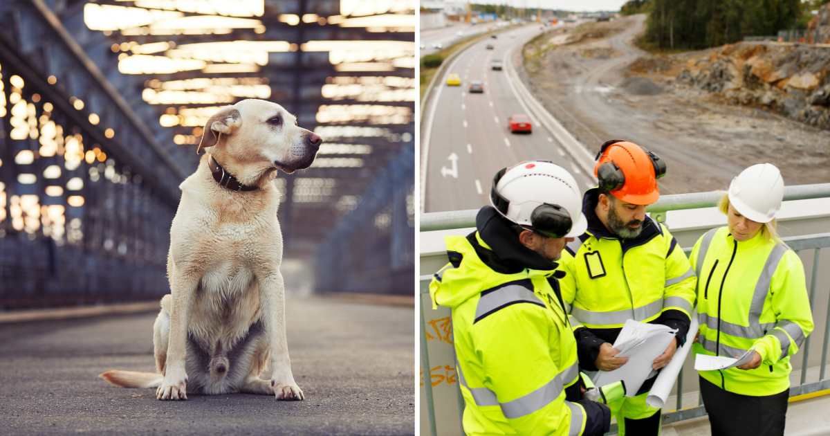 (L) A dog waiting on a bridge. (R) Construction workers on a bridge. (Representative Cover Image Source: Getty Images | (L) Chalabala, (R) Johner Images)