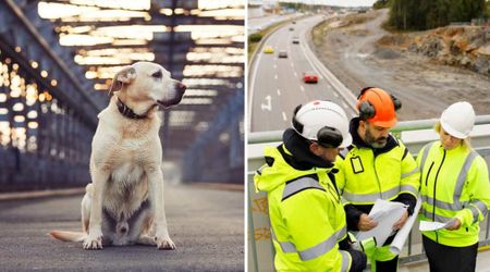 Construction workers noticed a loyal dog waiting by the same bridge every day — until a disturbing video explained his heartbreak