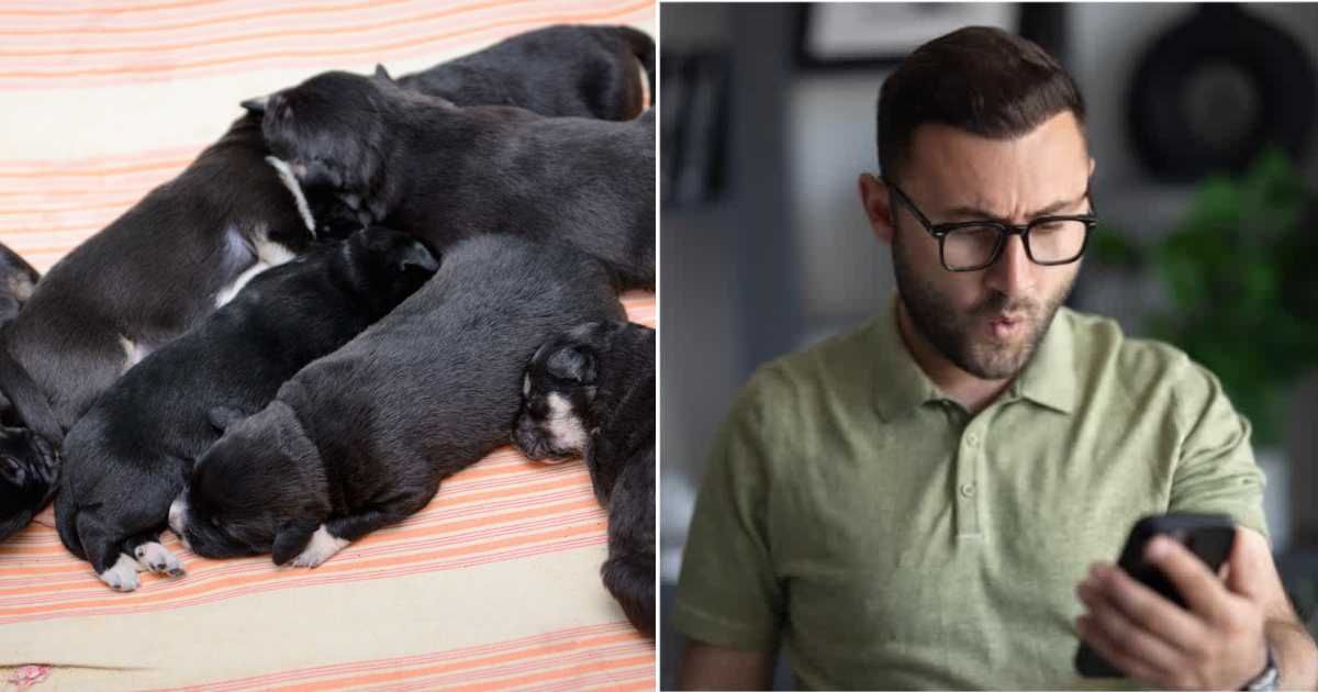 (L ) Newborn little black puppies; (R) A man looks shocked, reading something on his phone (Representative Cover Source: Getty Images | Photo by (L) Astakhova; (R) ridvan_celik)