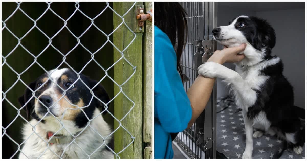 (L ) A dog in a cage ; (R) A vet checking a dog. (Representative Cover Source: Getty Images | Photo by (L) chameleonseye; (R) Manu Vega)