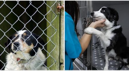 Shelter staff noticed something odd on the neck of a dog returned by her ‘forever family’ after 6 months — it revealed a bigger heartbreak