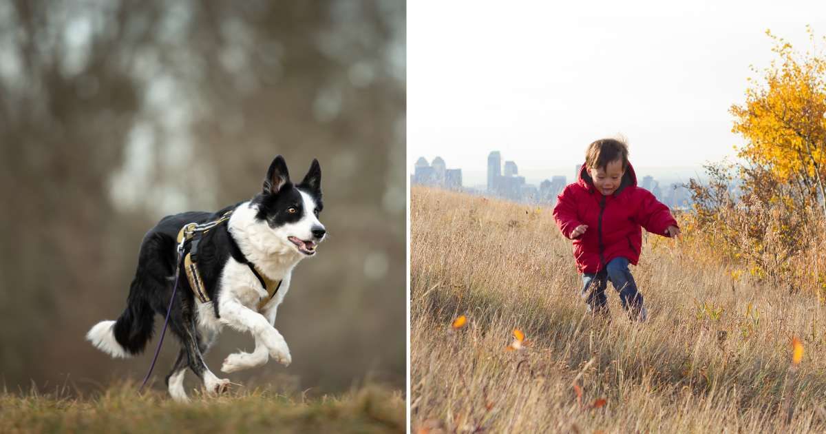 (L) A pet dog running on hill. (R) A toddler running on hill. (Representative Cover Image Source: Getty Images | (L) K_Thalhofer, (R) philsajonesen)