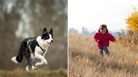 Terrified mom watched a massive dog charge toward her toddler running down the hill and straight into traffic — but his next move left her speechless