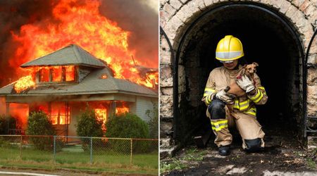 Firefighters chased a dog who kept running back into burning home while owner was away — then an incredible discovery revealed why he wouldn’t stop