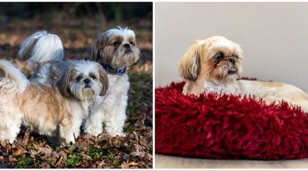 Grieving Shih Tzu wouldn’t stop staring at his ‘soulmate’s’ old bed after she died — forcing his heartbroken owner to make a painful choice