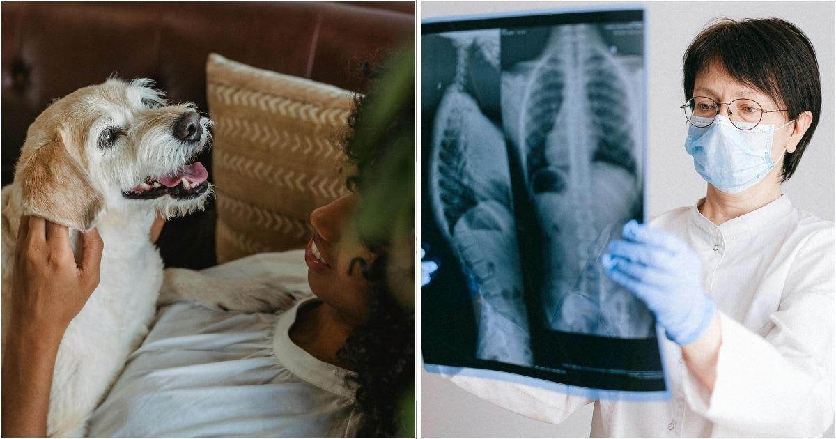 (L) Owner caressing dog on sofa. (R) A Doctor Holding X Ray Result. (Representative Cover Image Source: Pexels | (L) Samson Katts, (R) Anna Shvets)