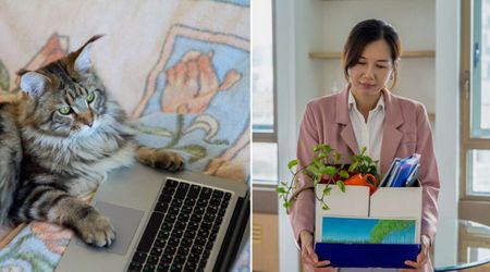 Woman with 9 cats suddenly lost her job and bonus — until surveillance footage showed her pet accidentally send her boss email that cost her career