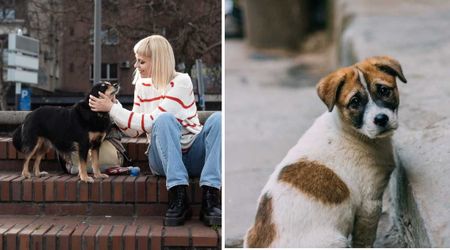 A mama dog that never let the woman near suddenly came running to her — and when she saw the puppy, she understood why