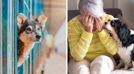 Adult working dog rescued from shelter found a loving home — but after a few walks together, her owner feared adopting her was a mistake