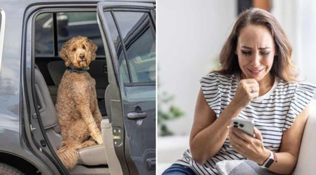 Woman found her stolen car but not her dog who was inside — a year later, one call from the microchip company left her sobbing hysterically