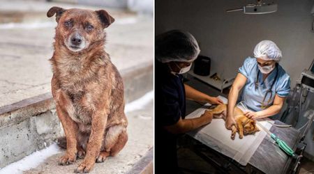 Mama dog rushed to the vet carrying her last surviving pup — staff were stunned when they learned what was wrong with her baby