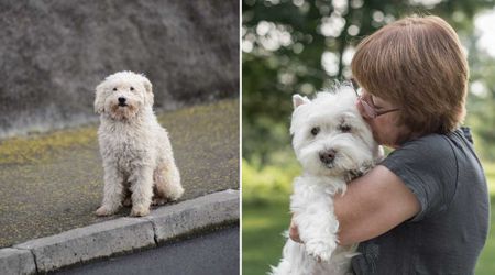 Loyal dog waited 4 years at the same spot after jumping out of a truck — but when his owner returned, he stayed behind for a heartbreaking reason