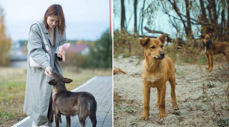 Caretakers stunned after three Chernobyl dogs mysteriously changed their colors — but locals say they looked ‘normal’ a week ago