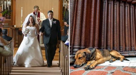 Bride reached out to comfort a stray dog that had crashed her wedding — his heartwarming reaction moved her to make a life-changing choice