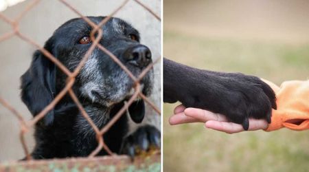 Shelter worker noticed mysterious wounds on a dog that was never abused — her heart shattered when she discovered why