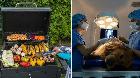 Dog parents thought their pup was safe around a common ‘non-toxic’ vegetable — until one innocent mistake nearly turned deadly