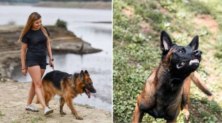 Dog owner felt a sudden bite on her shoulder during a walk by the lake — before she could react, her brave pet had already tackled the unseen danger