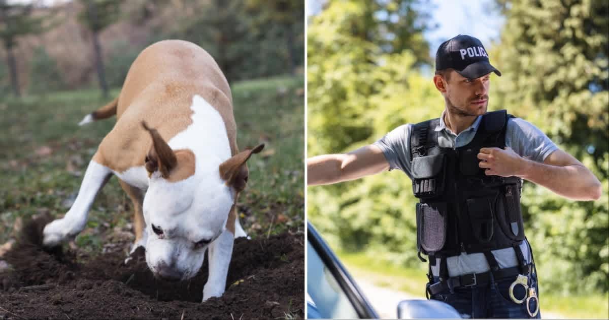 (L) A dog digging in dirt; (R)  A cop looking over the other side (Representative Cover Source: Getty Images | Photo by (L) sanjagrujic ; (R) AzmanJaka)