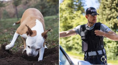 Farmer thought his disabled dog was just playing in the dirt — until tiny legs emerged from the ground, and he called police in horror