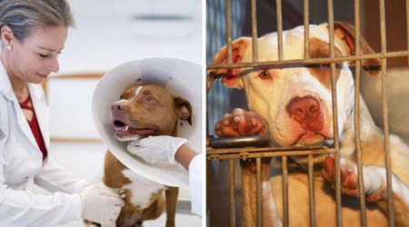 Playful Pit Bull gets stung by thousands of bees and survives – only to face a bigger heartbreak no one saw coming