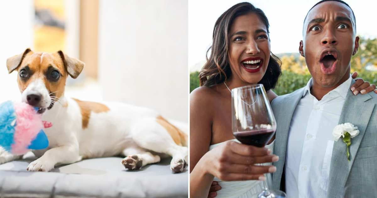 (L) Jack Russell Terrier sitting on dog bed at home. (R) A surprised couple on their wedding day. (Representative Cover Image Source: Getty Images | (L) Olena Smyrnova , (R) Klaus Vedfelt)