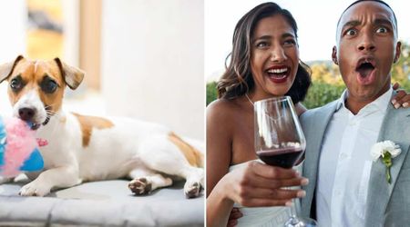 Massachusetts couple left their dogs at PetSmart for their wedding weekend — and came back to a surprise that was more heartwarming than their big day