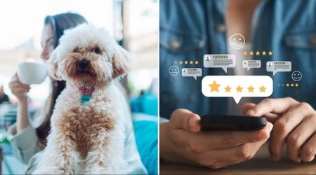  Man left a 2-star review slamming a pet-friendly restaurant for allowing dogs inside — the owner’s brutal response won the Internet