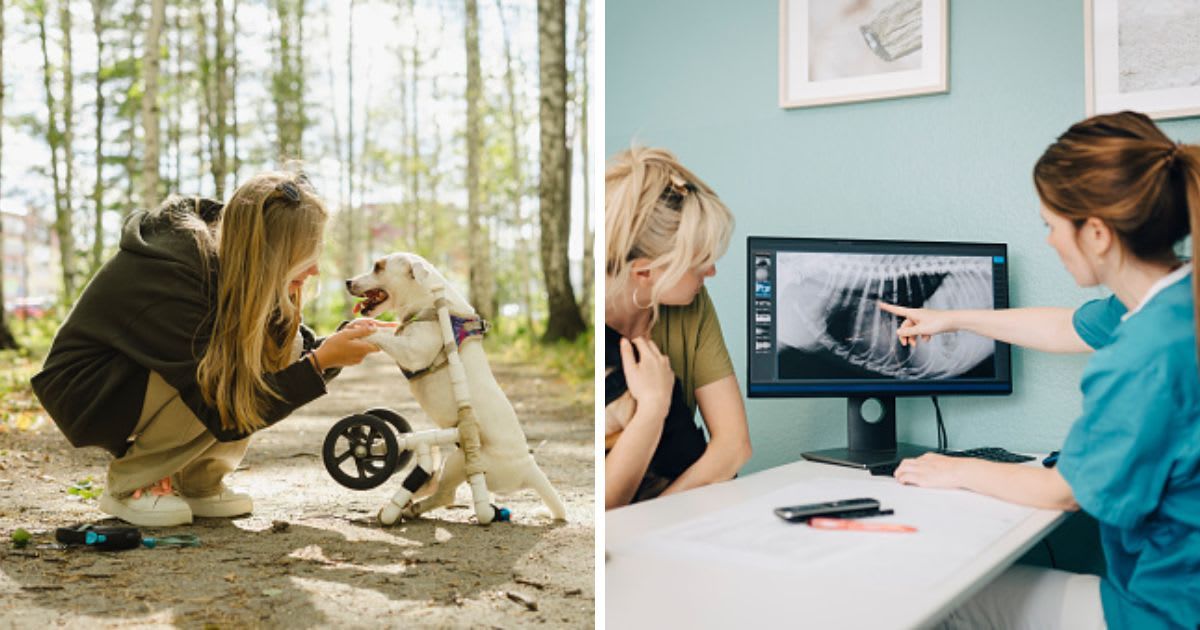 (L) Girl holding paws of disabled dog in birch grove, (R) Female veterinarian showing x-ray on computer to woman with dog. (Representative Cover Image Source: Getty Images |(L)Westend61, (R) Maskot)