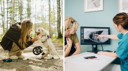 Owner noticed ‘hard mass’ on their three-legged senior dog who had gone missing for days — but what vets found inside was nothing short of a miracle