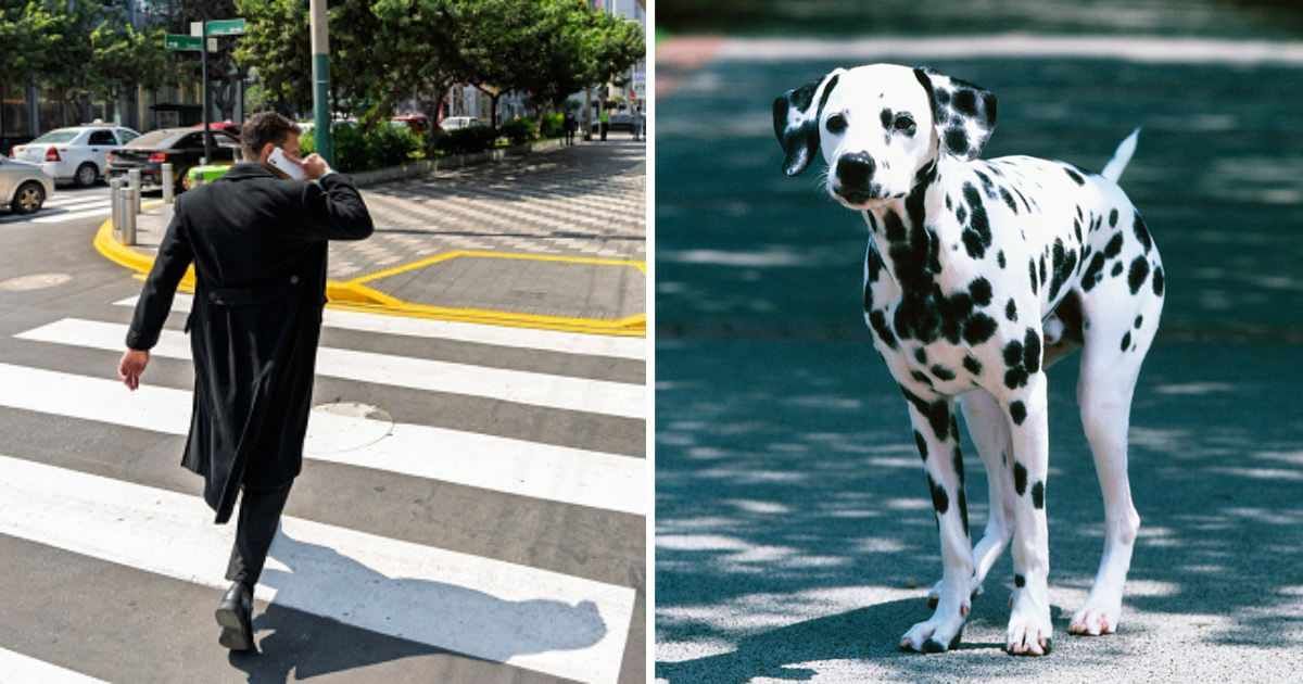 (L) A man crossing the street, (R) A Dalmatian. (Representative Cover Image Source: Getty Images | (L) Guillermo Spelucin, (R) imagenavi)