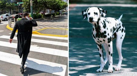 Kind stranger stopped traffic to rescue a terrified Dalmatian stranded in a busy NYC intersection — and turned out to be a Spider-Man star