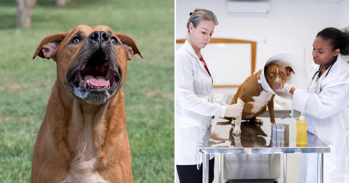 (L) A pitbull barking. (R) A pitbull getting treated at a vet clinic. (Representative Cover Image Source: Getty Images | (L) Goldfinch4fever, (R) Capuski)