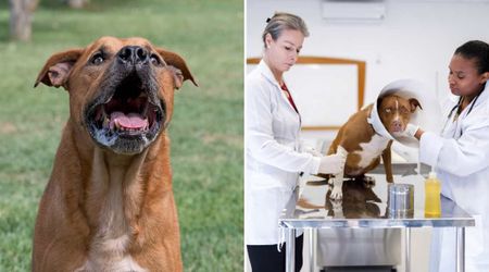 Pit Bulls' frantic barking warned mom of danger lurking in the garden — 30 minutes later, toddlers were safe, but they were rushed to the ER