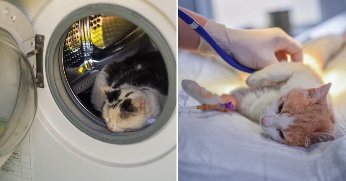 (L) A cat sleeping in a washing machine. (R) An injured cat at vet clinic. (Representative Cover Image Source: Getty Images | (L) Niiaz Sabirov, (R) Predrag Popovski)