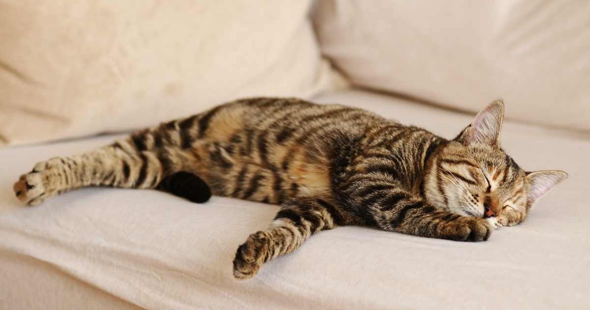 A domestic cat sleeping on its left side. (Representative Cover Image Source: Getty Images | Guven Polat)