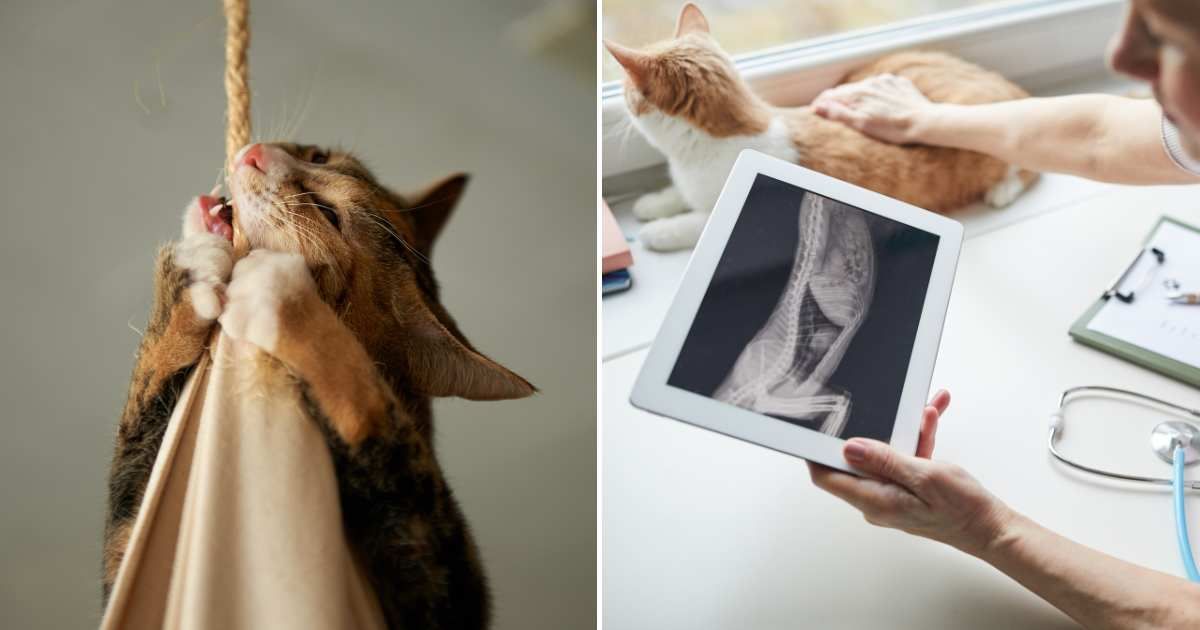 (L) A cat eating rope. (R) A vet checking scan of a cat. (Representative Cover Image Source: Getty Images | (L) Akimasa Harada, (R) AnnaStills)