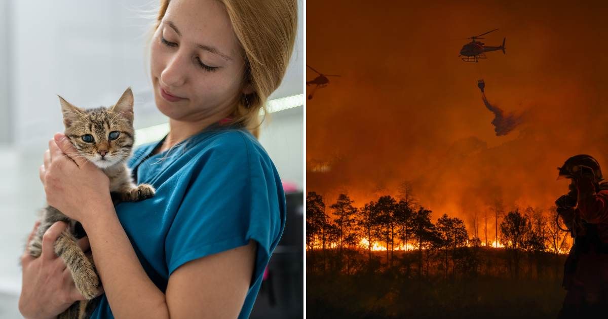 (L) A female vet holding a cat. (R) Forest fire. (Representative Cover Image Source: Getty Images | (L) ilkermetinkursova, (R) Toa55)